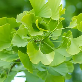 Ginkgo Biloba ingredient