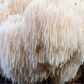 Lion's Mane Mushroom ingredient