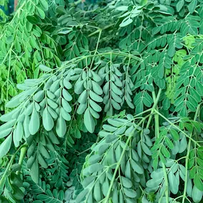 Moringa ingredient