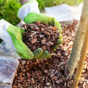 Pine Bark Extract ingredient